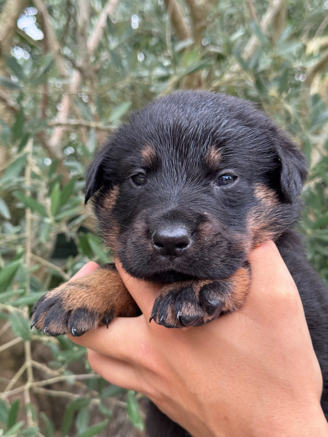 du berceau de bfamily - Chiots disponibles - Berger de Beauce