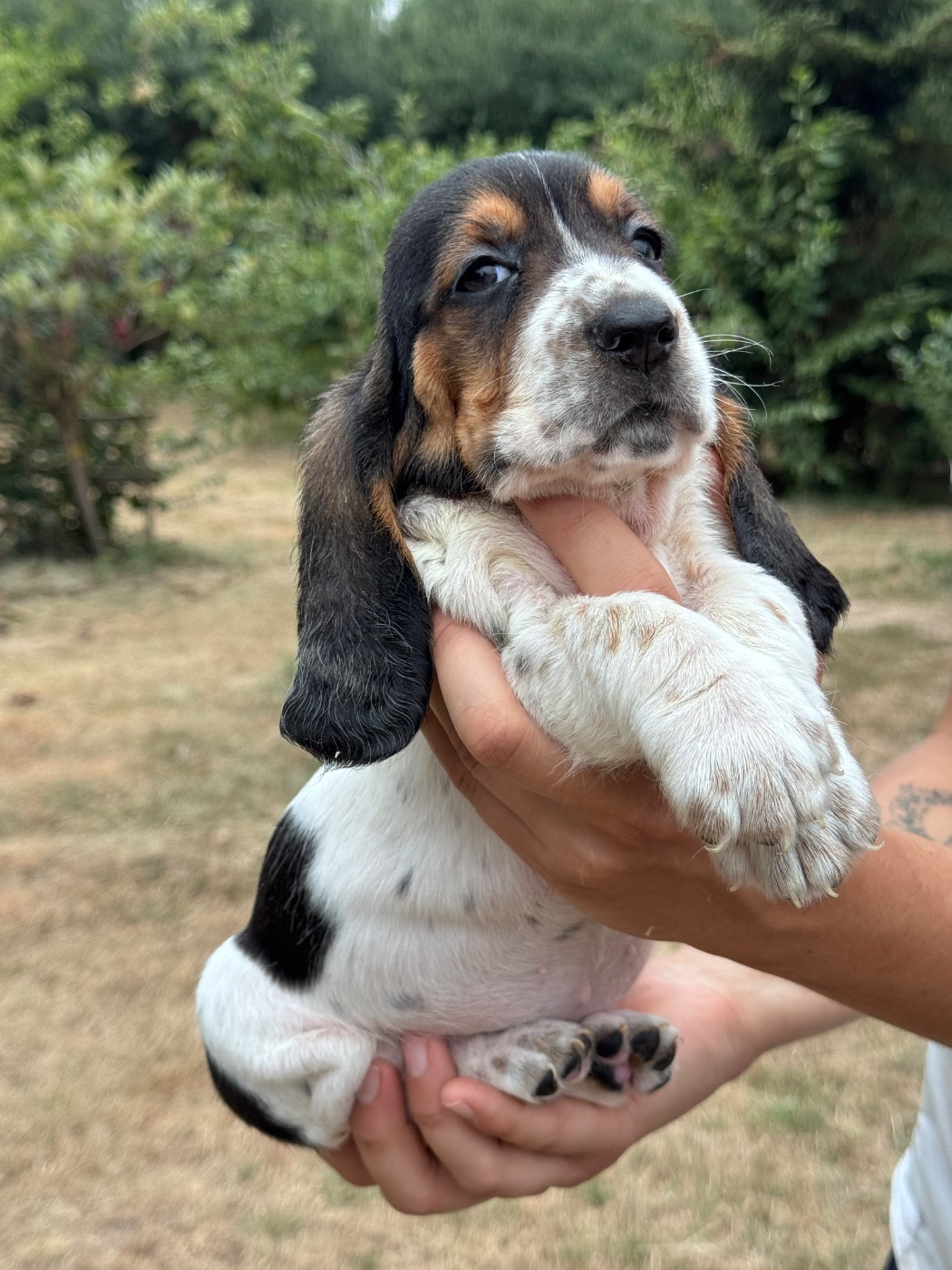du berceau de bfamily - Chiots disponibles - Basset Hound