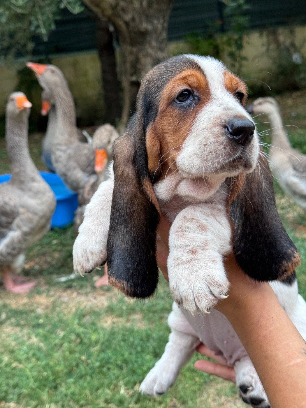 du berceau de bfamily - Chiots disponibles - Basset Hound