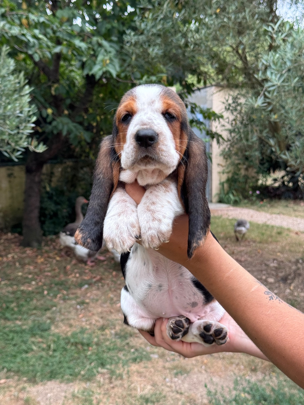 du berceau de bfamily - Chiots disponibles - Basset Hound