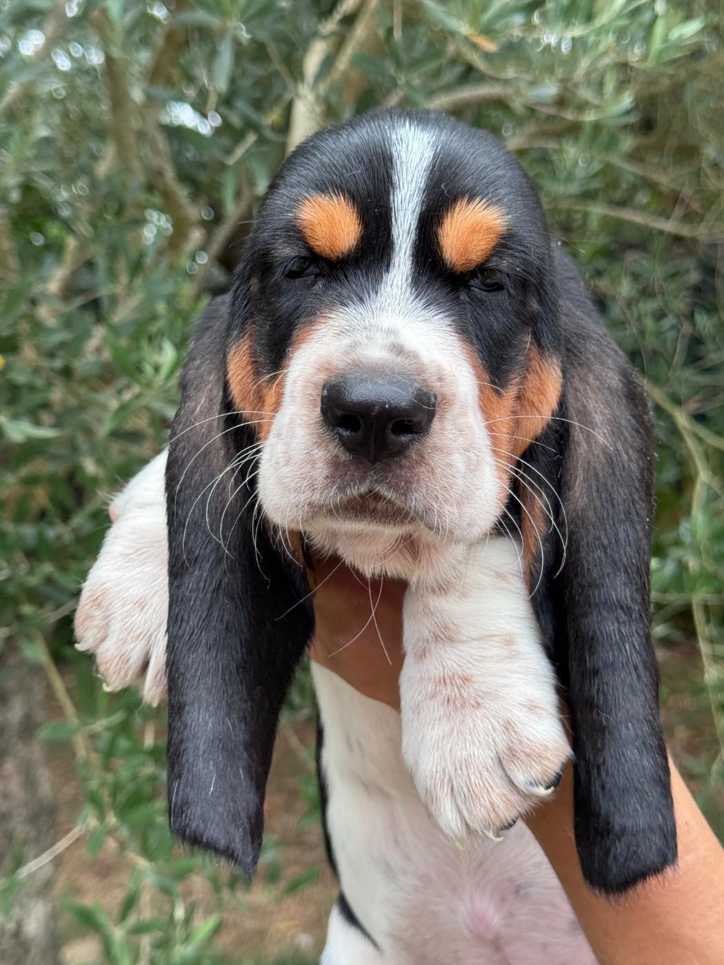 du berceau de bfamily - Chiots disponibles - Basset Hound