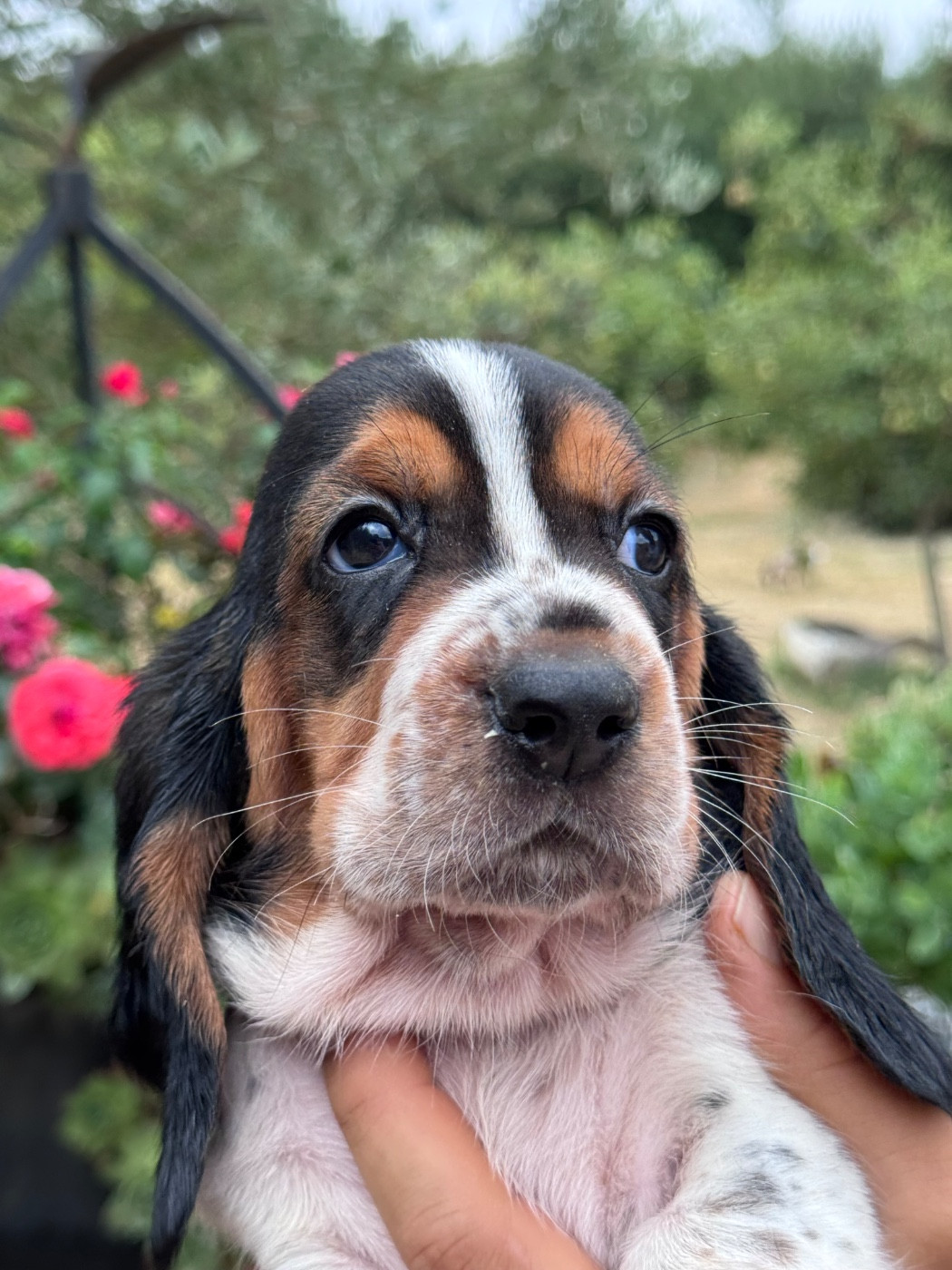 du berceau de bfamily - Chiots disponibles - Basset Hound