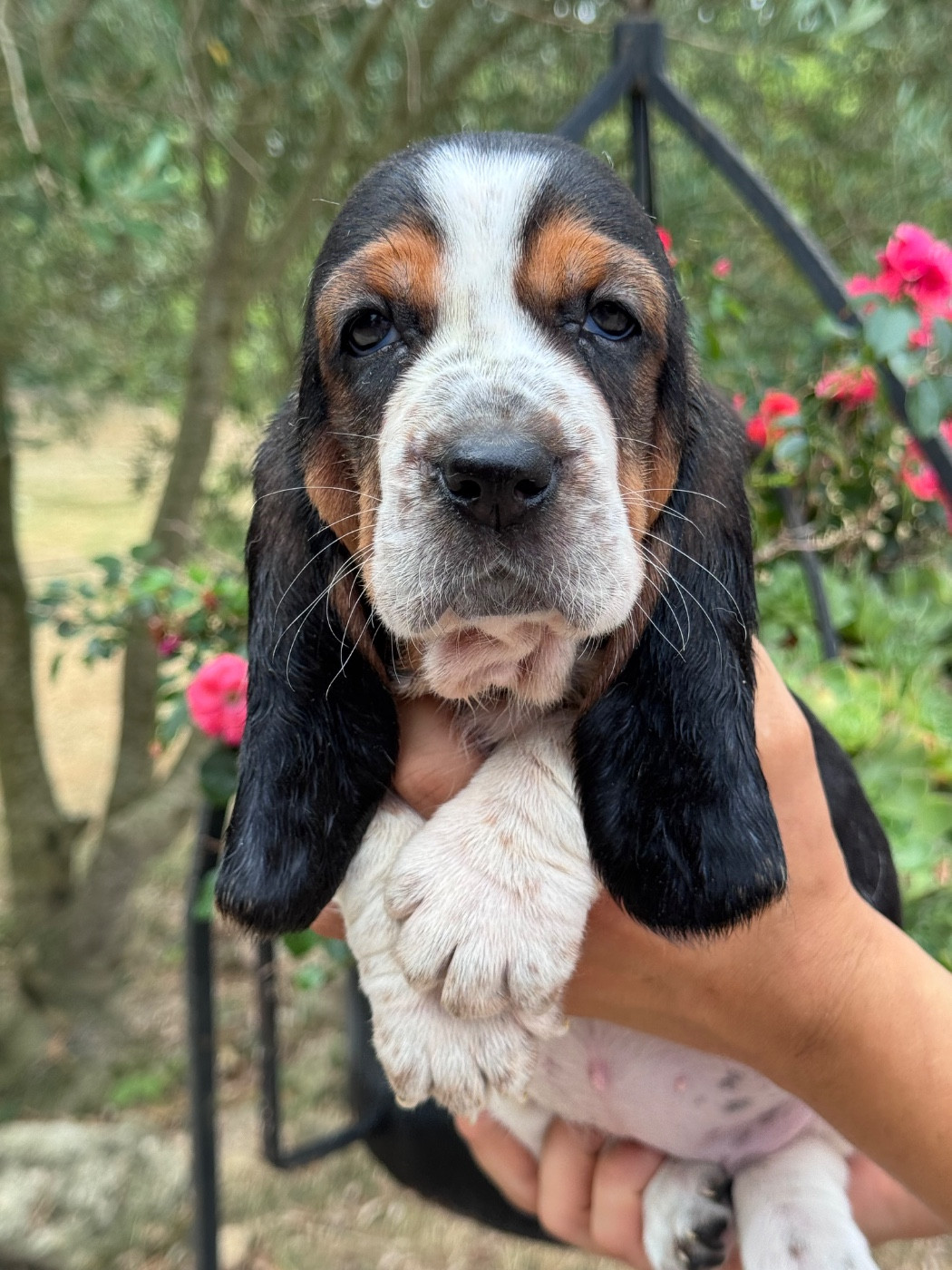 du berceau de bfamily - Chiots disponibles - Basset Hound
