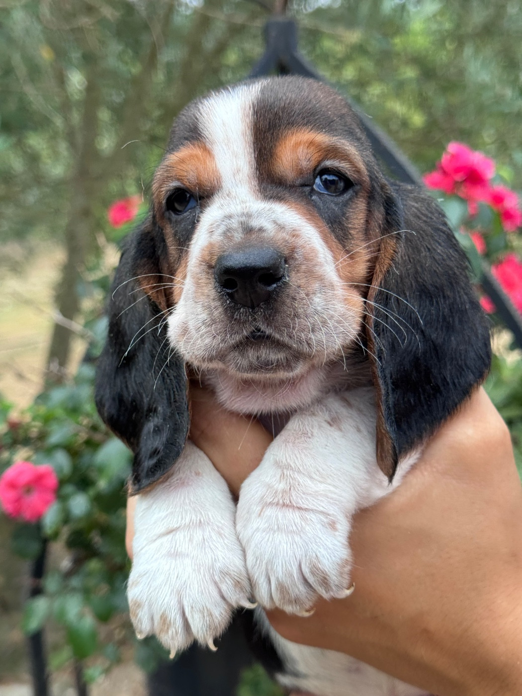 du berceau de bfamily - Chiots disponibles - Basset Hound