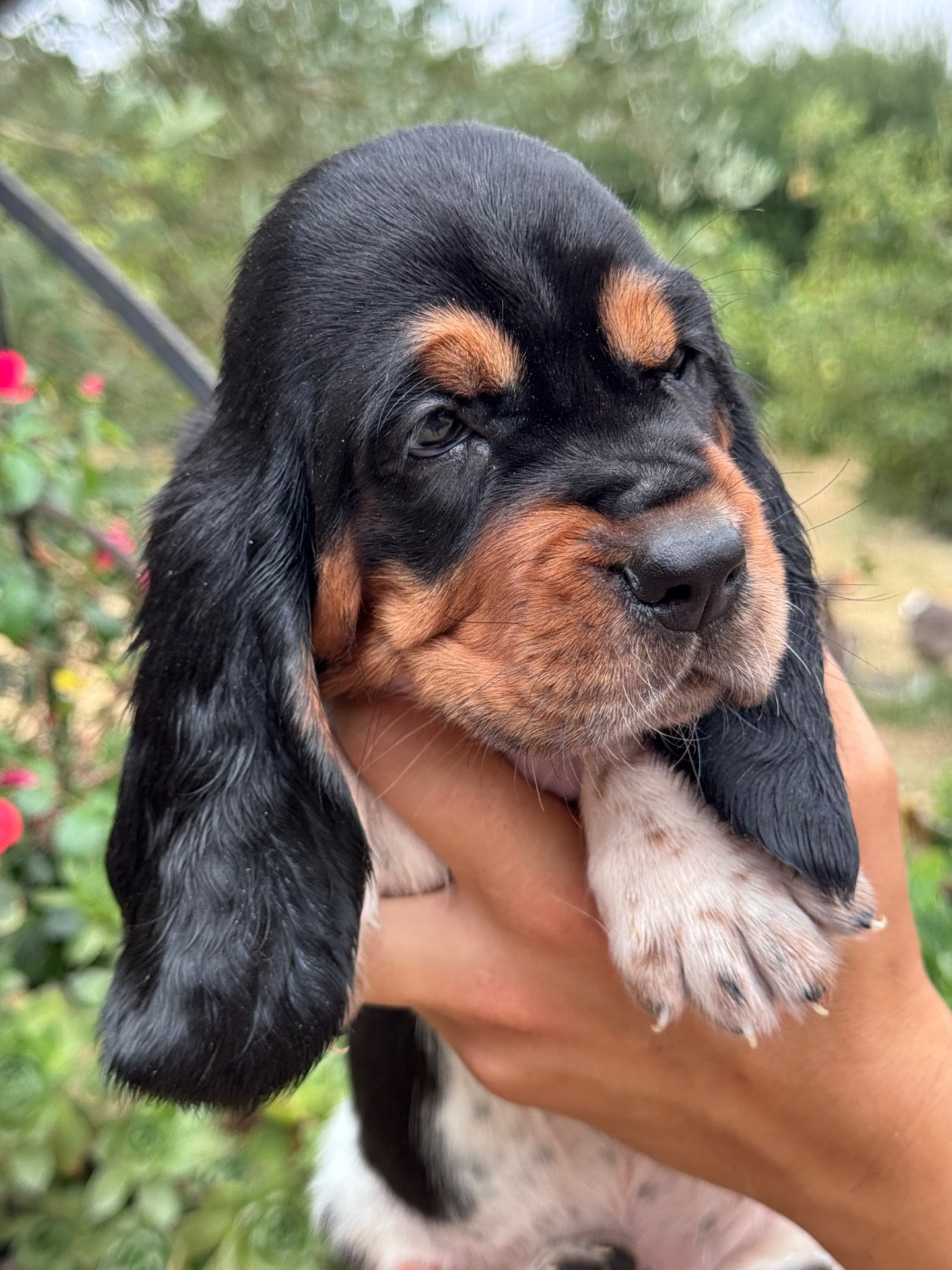 du berceau de bfamily - Chiots disponibles - Basset Hound