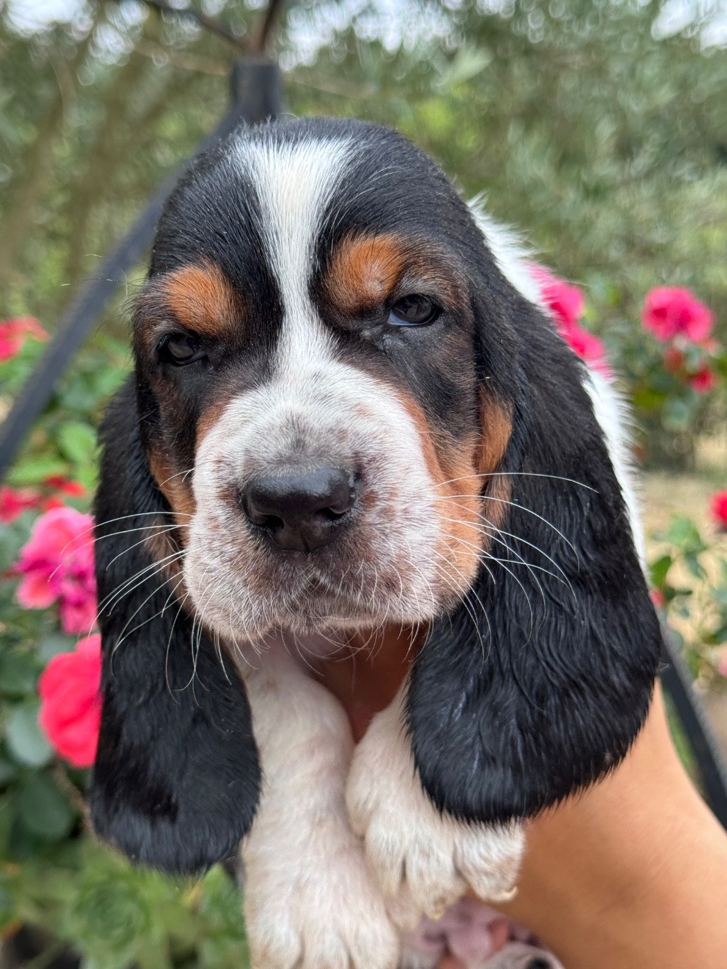 du berceau de bfamily - Chiots disponibles - Basset Hound