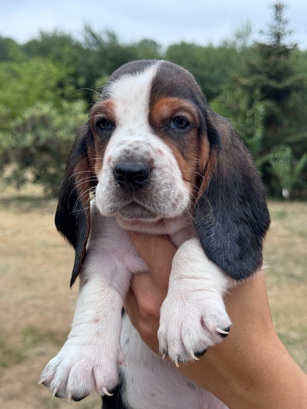 du berceau de bfamily - Chiots disponibles - Basset Hound