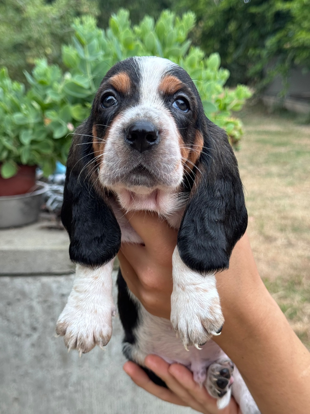 du berceau de bfamily - Chiots disponibles - Basset Hound