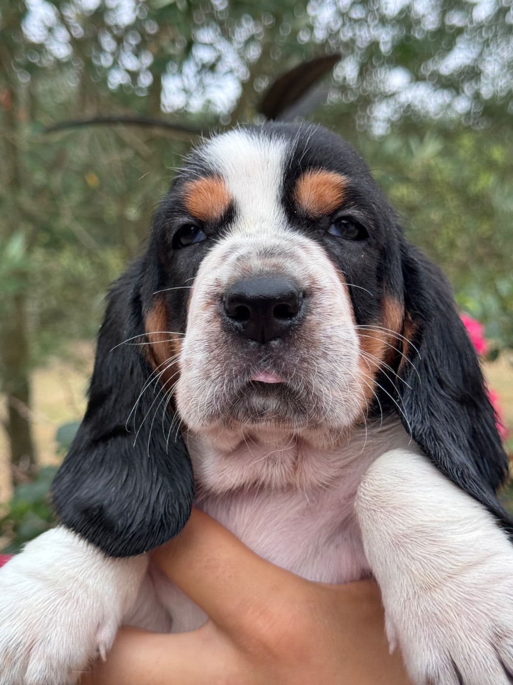 du berceau de bfamily - Chiots disponibles - Basset Hound