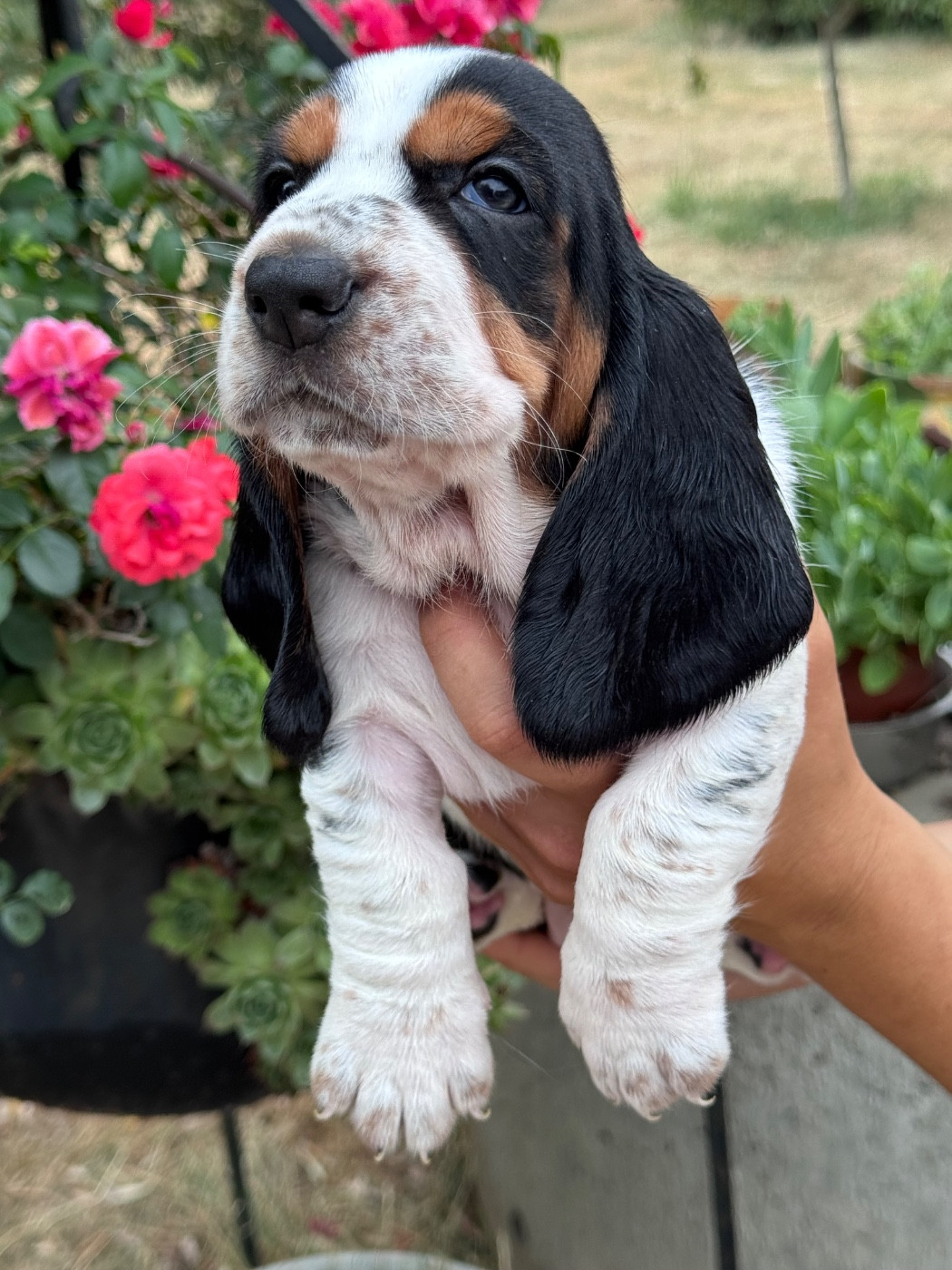du berceau de bfamily - Chiots disponibles - Basset Hound
