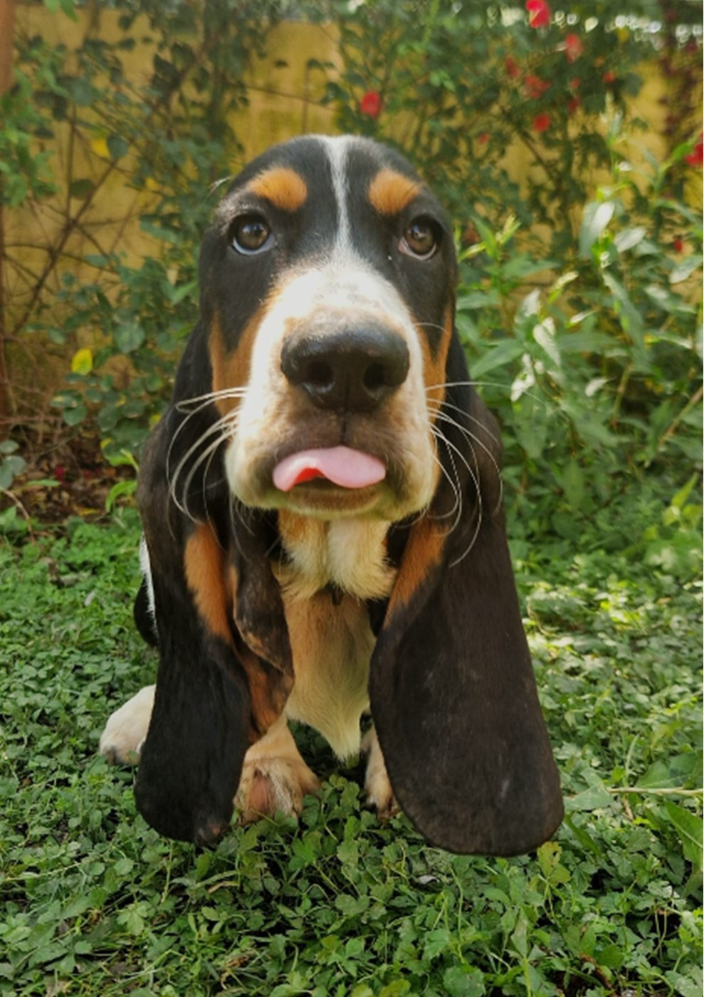 du berceau de bfamily - Chiots disponibles - Basset Hound