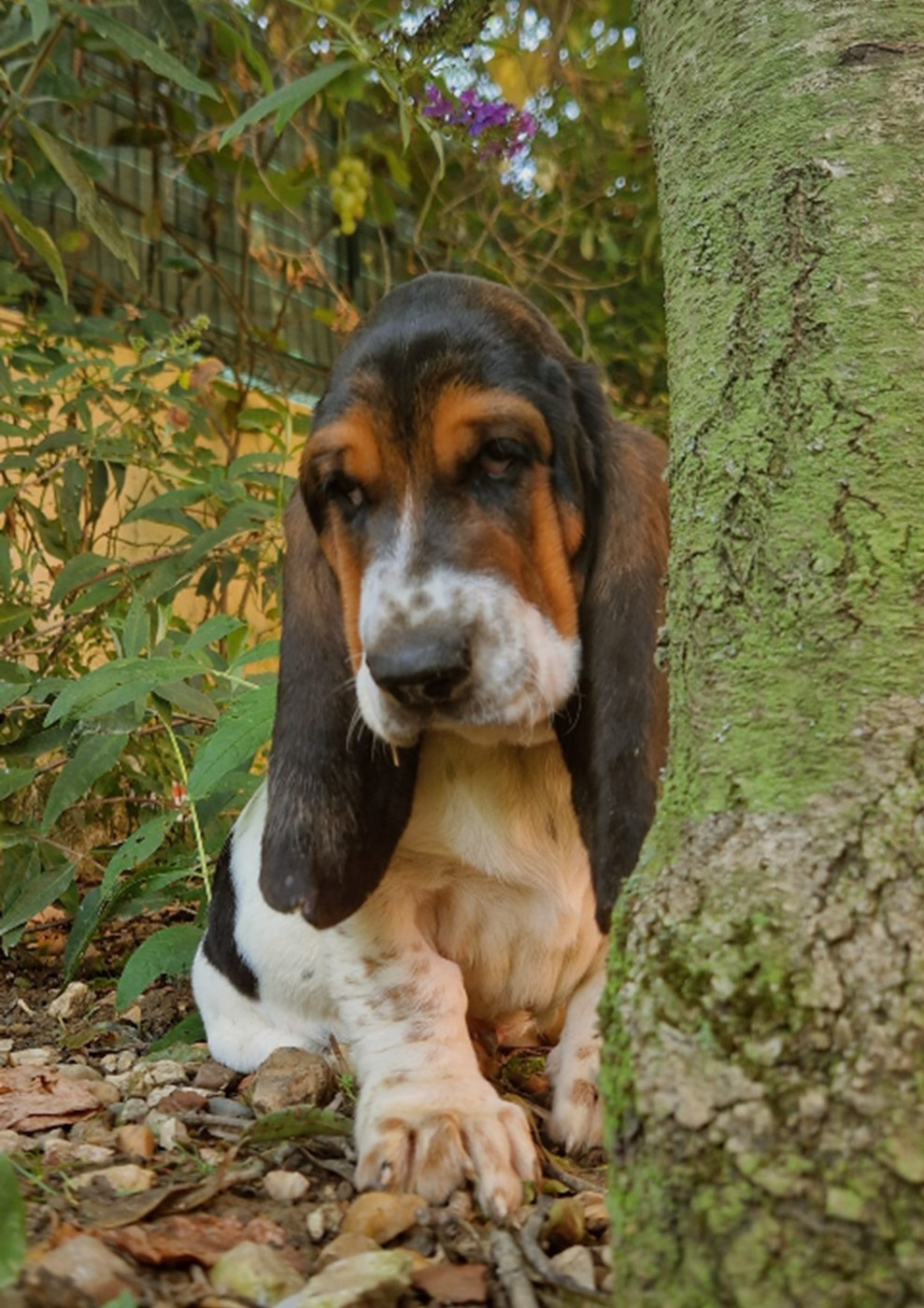 du berceau de bfamily - Chiots disponibles - Basset Hound