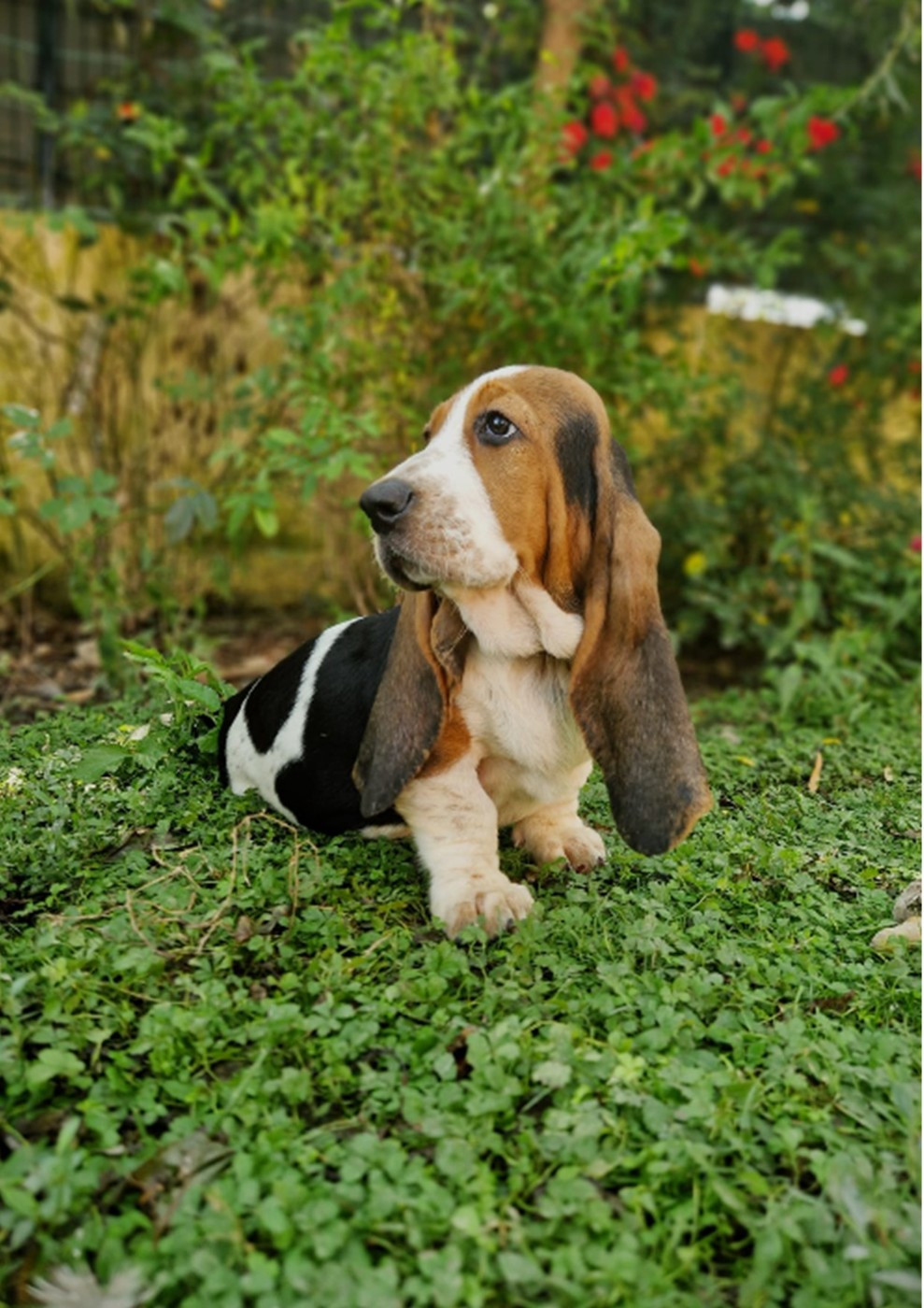 du berceau de bfamily - Chiots disponibles - Basset Hound