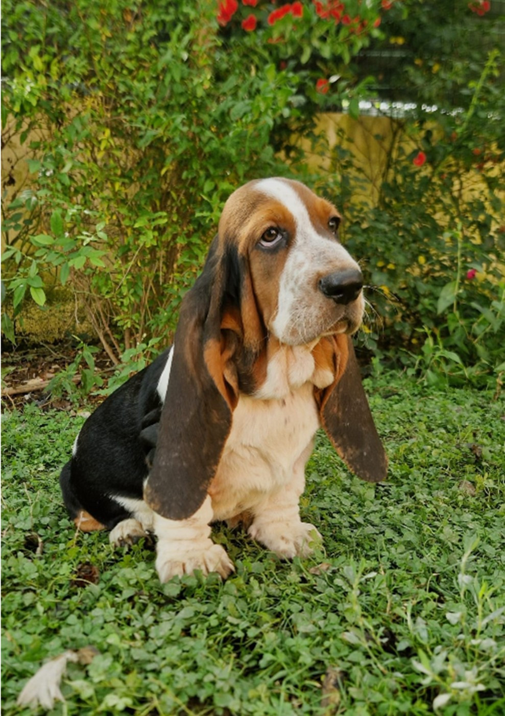 du berceau de bfamily - Chiots disponibles - Basset Hound