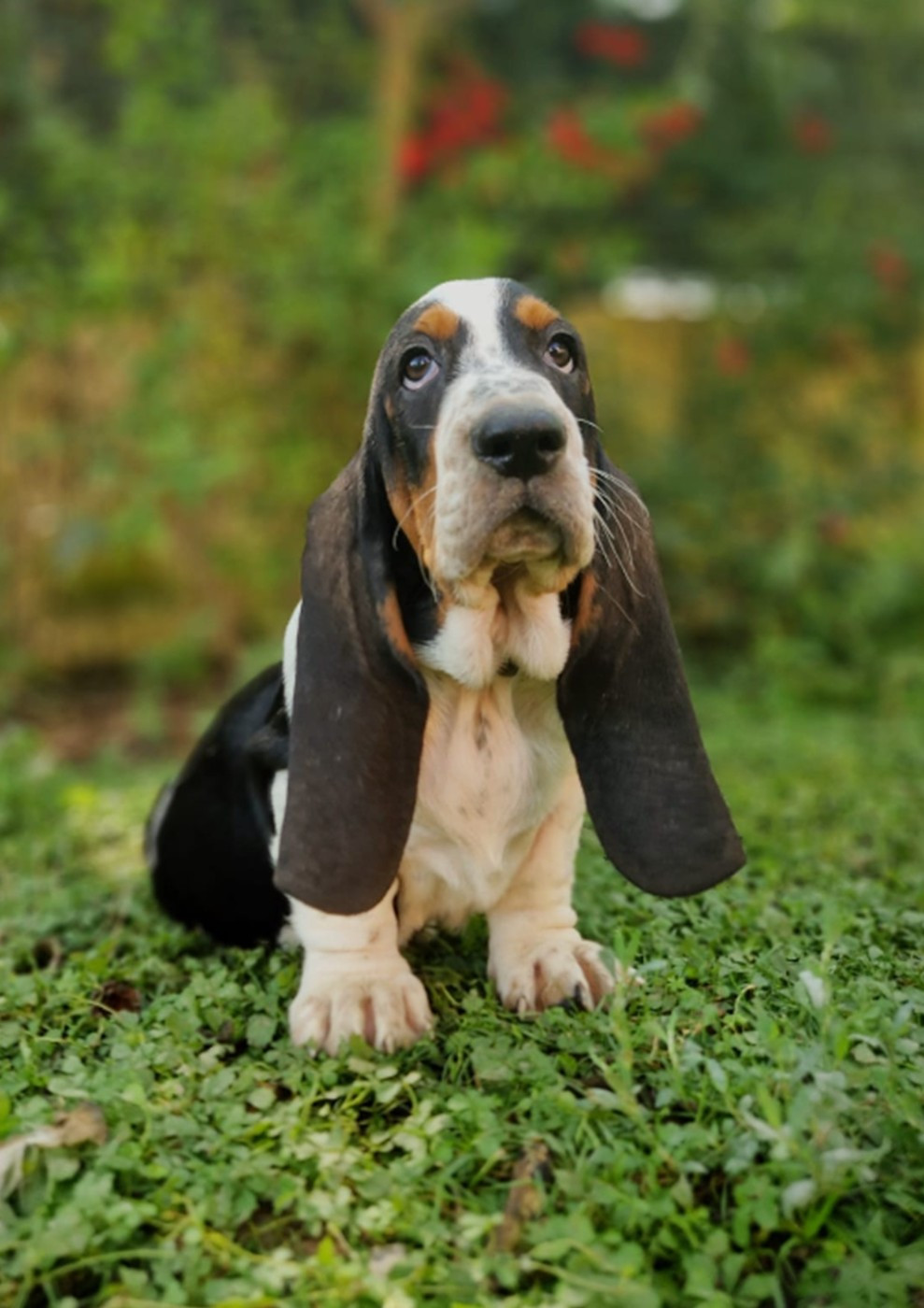 du berceau de bfamily - Chiots disponibles - Basset Hound