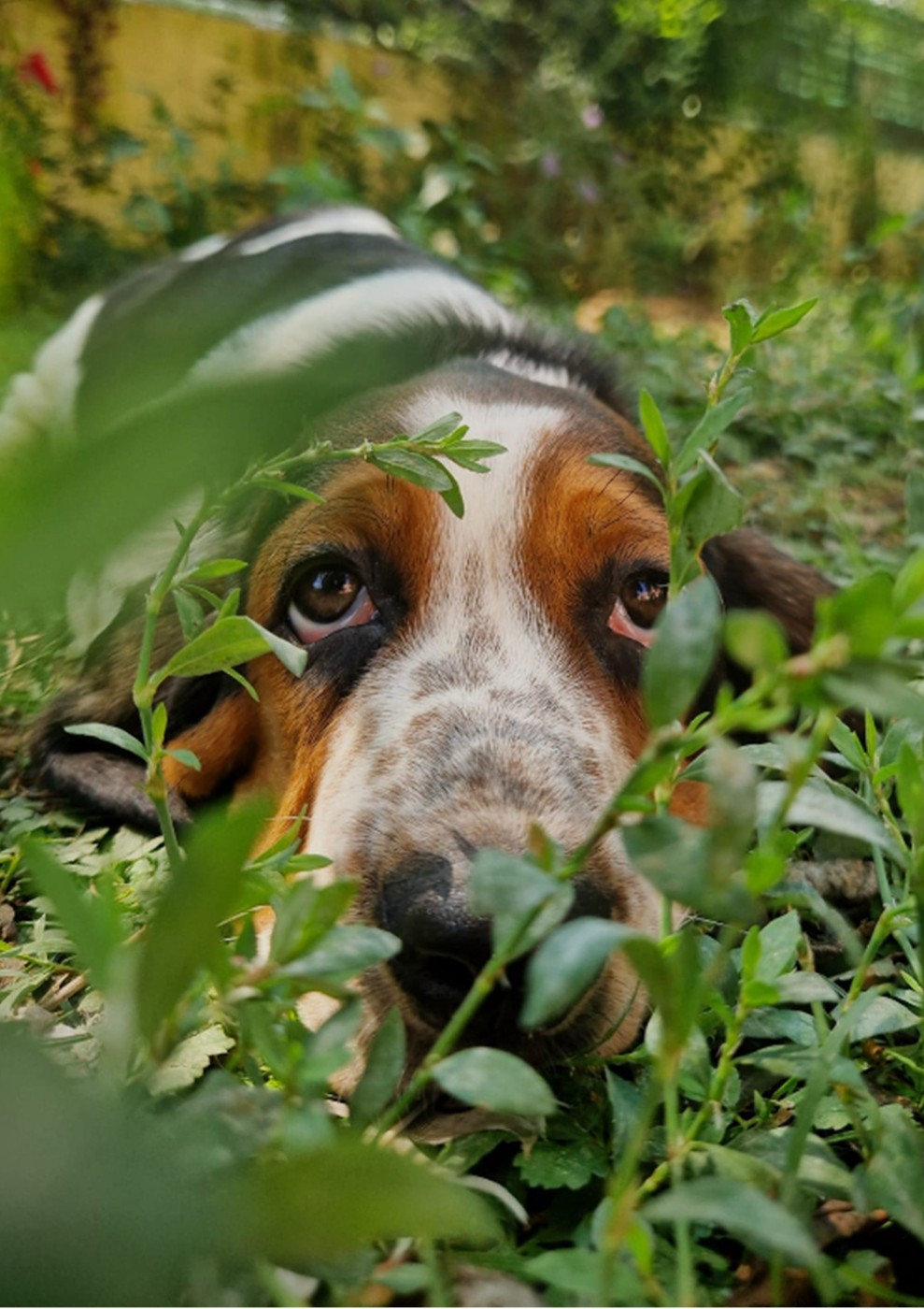 du berceau de bfamily - Chiots disponibles - Basset Hound