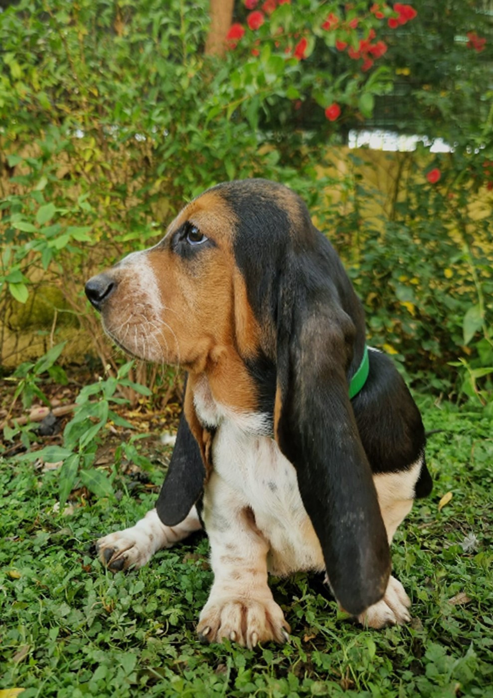 du berceau de bfamily - Chiots disponibles - Basset Hound