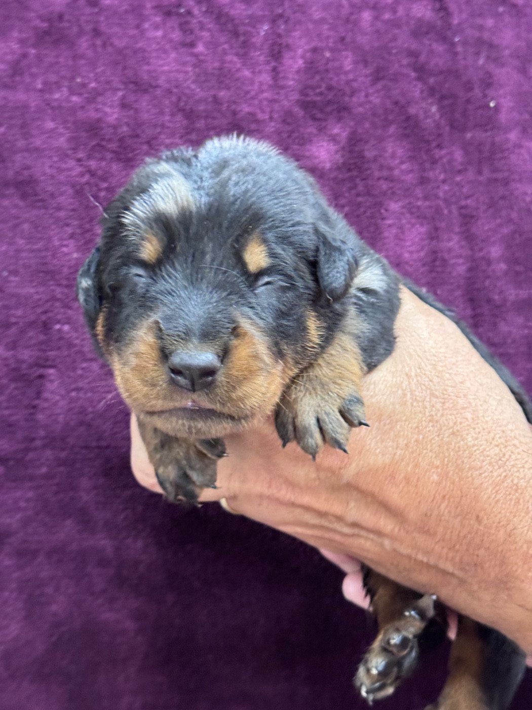 du berceau de bfamily - Chiots disponibles - Berger de Beauce