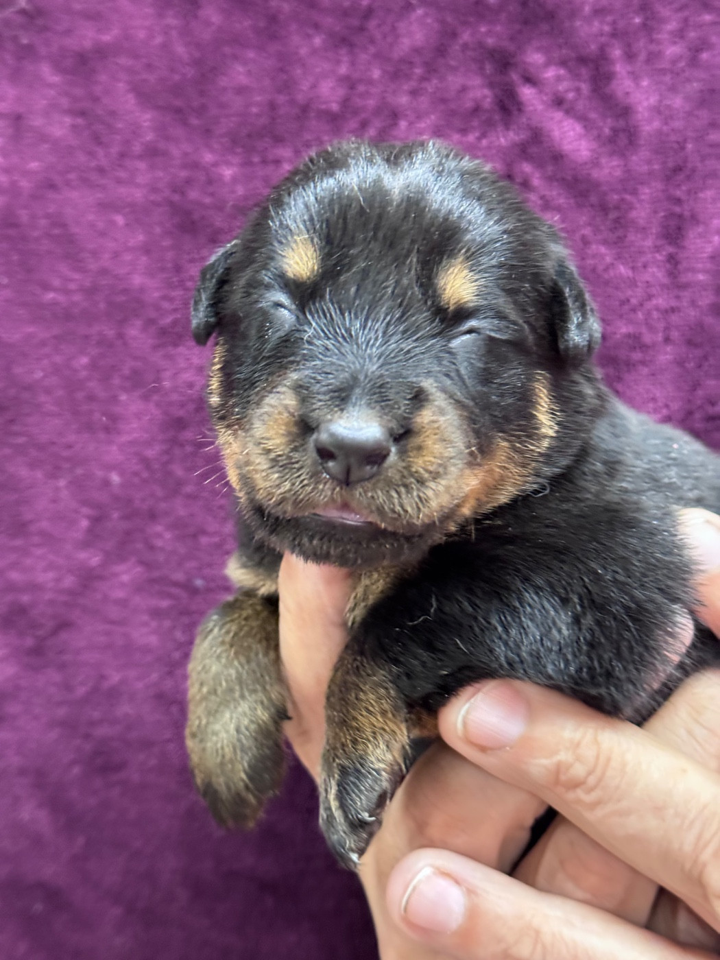du berceau de bfamily - Chiots disponibles - Berger de Beauce