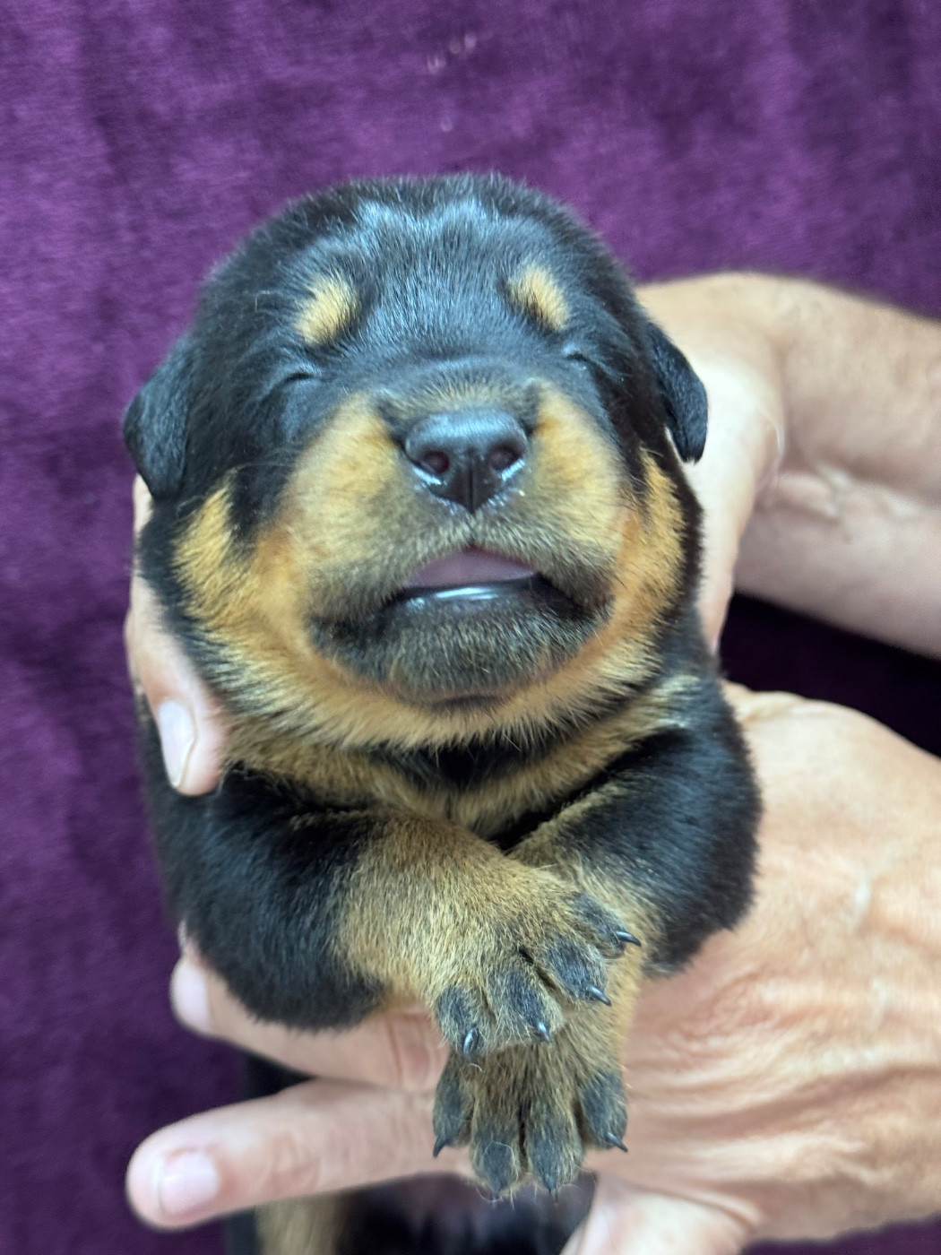 du berceau de bfamily - Chiots disponibles - Berger de Beauce