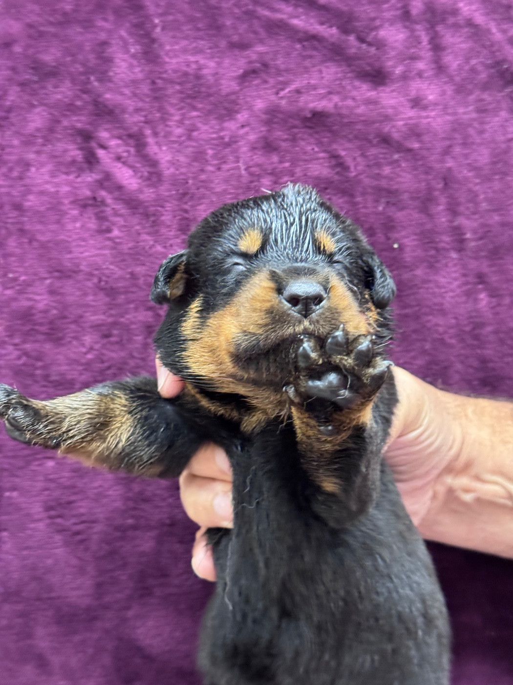 du berceau de bfamily - Chiots disponibles - Berger de Beauce