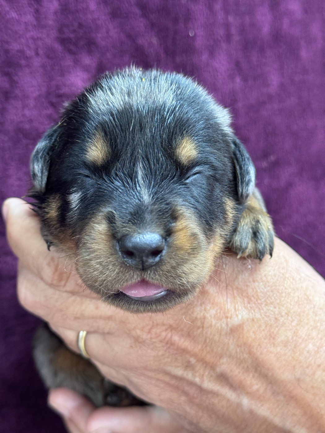 du berceau de bfamily - Chiots disponibles - Berger de Beauce