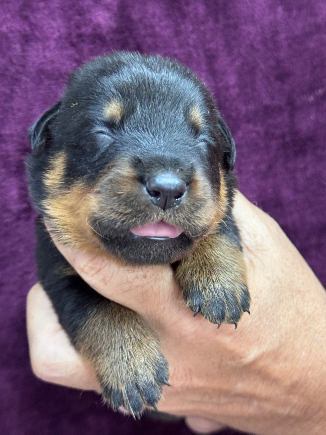 du berceau de bfamily - Chiots disponibles - Berger de Beauce
