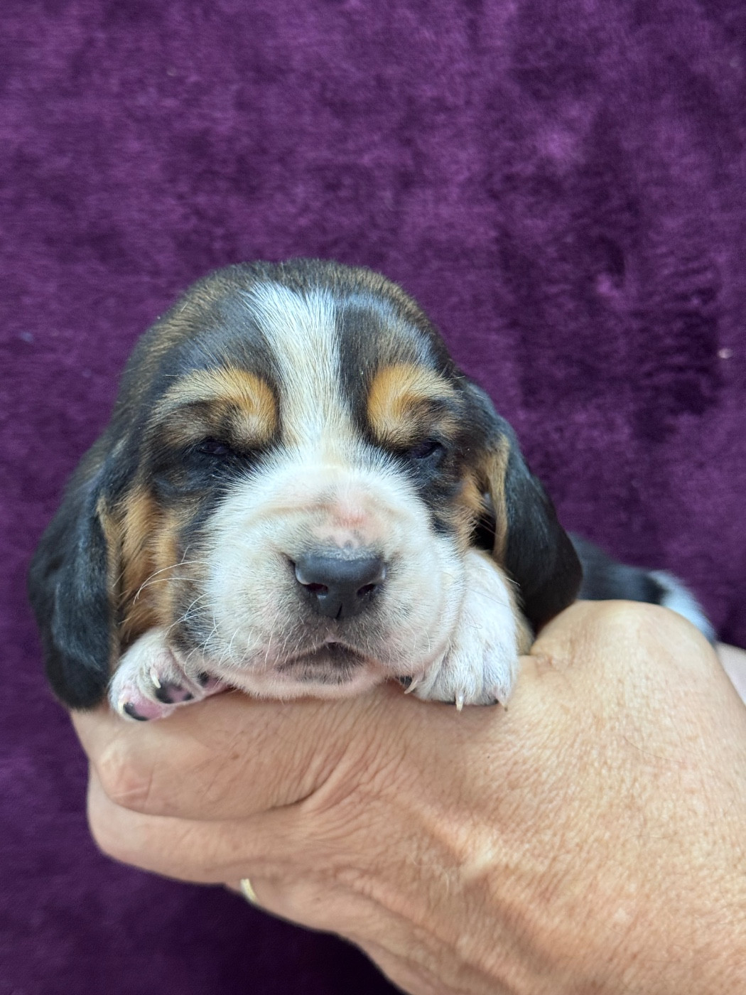 du berceau de bfamily - Chiots disponibles - Basset Hound