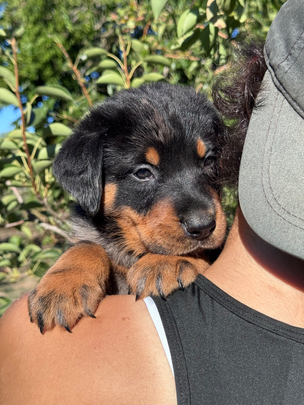 du berceau de bfamily - Chiots disponibles - Berger de Beauce