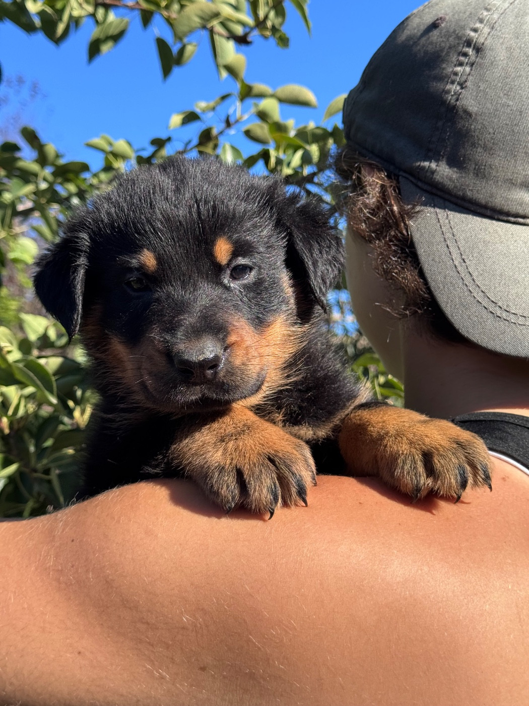 du berceau de bfamily - Chiots disponibles - Berger de Beauce