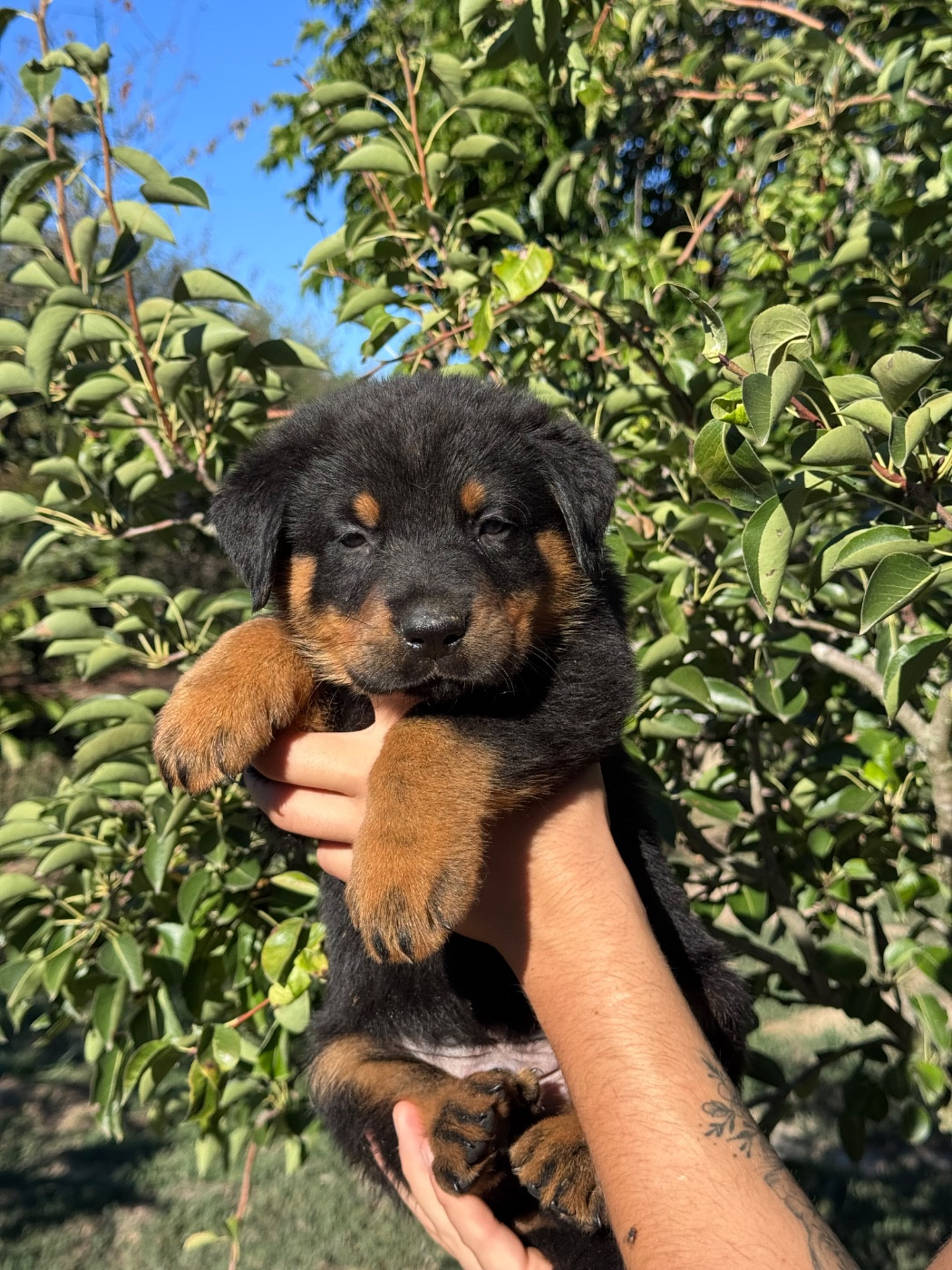du berceau de bfamily - Chiots disponibles - Berger de Beauce