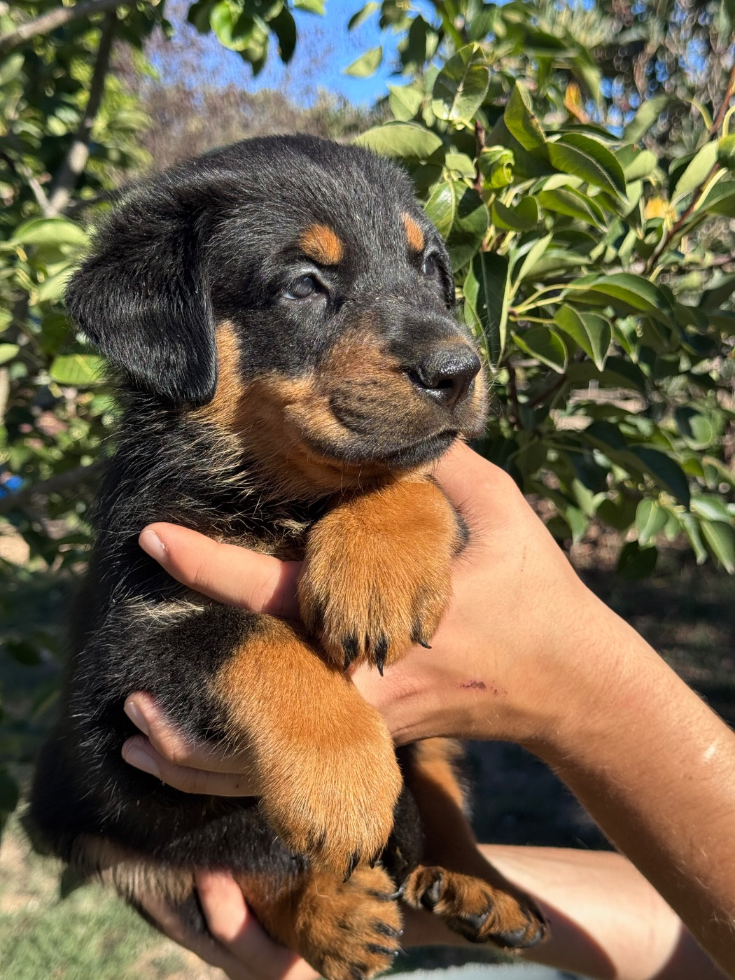 du berceau de bfamily - Chiots disponibles - Berger de Beauce
