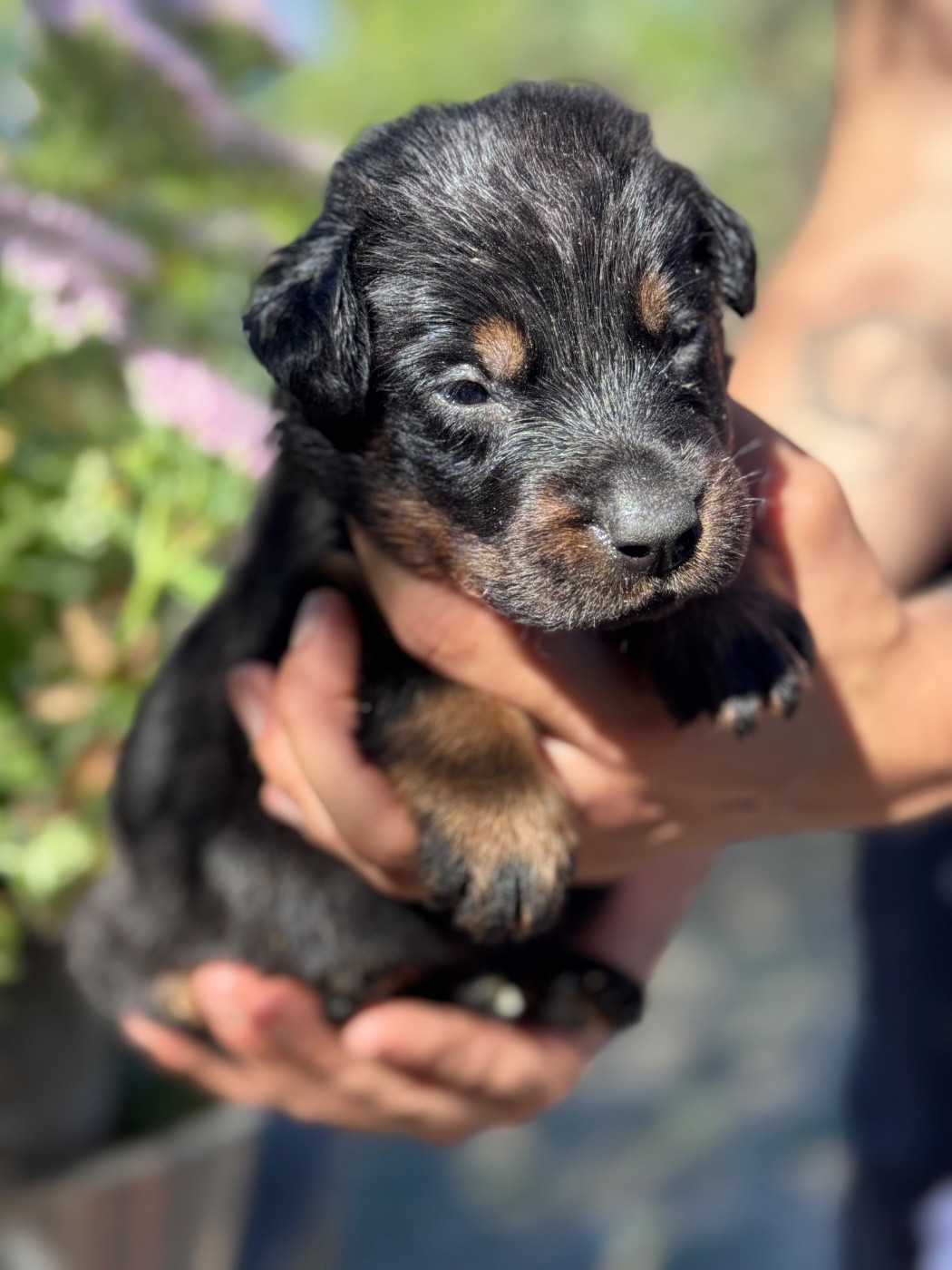 du berceau de bfamily - Chiots disponibles - Berger de Beauce