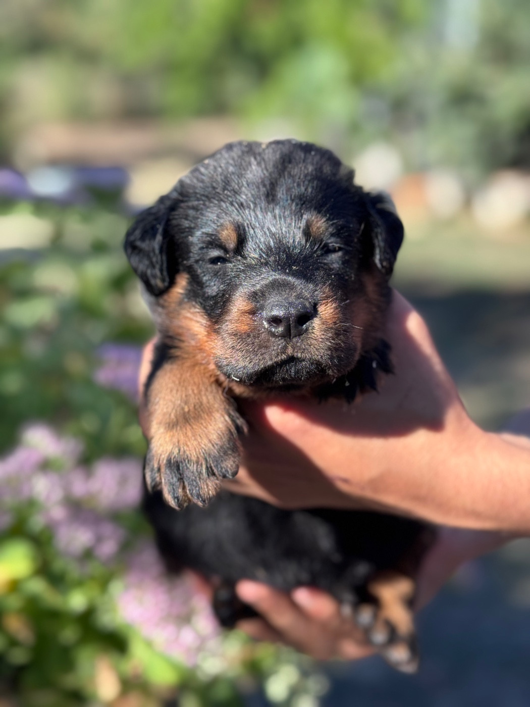 du berceau de bfamily - Chiots disponibles - Berger de Beauce