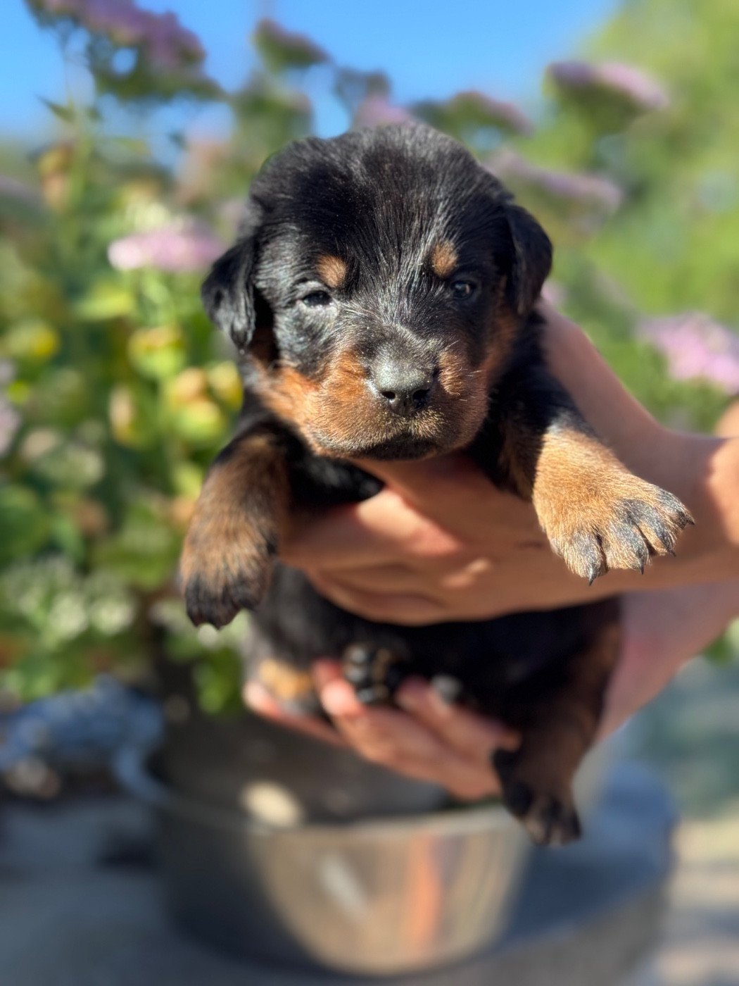 du berceau de bfamily - Chiots disponibles - Berger de Beauce