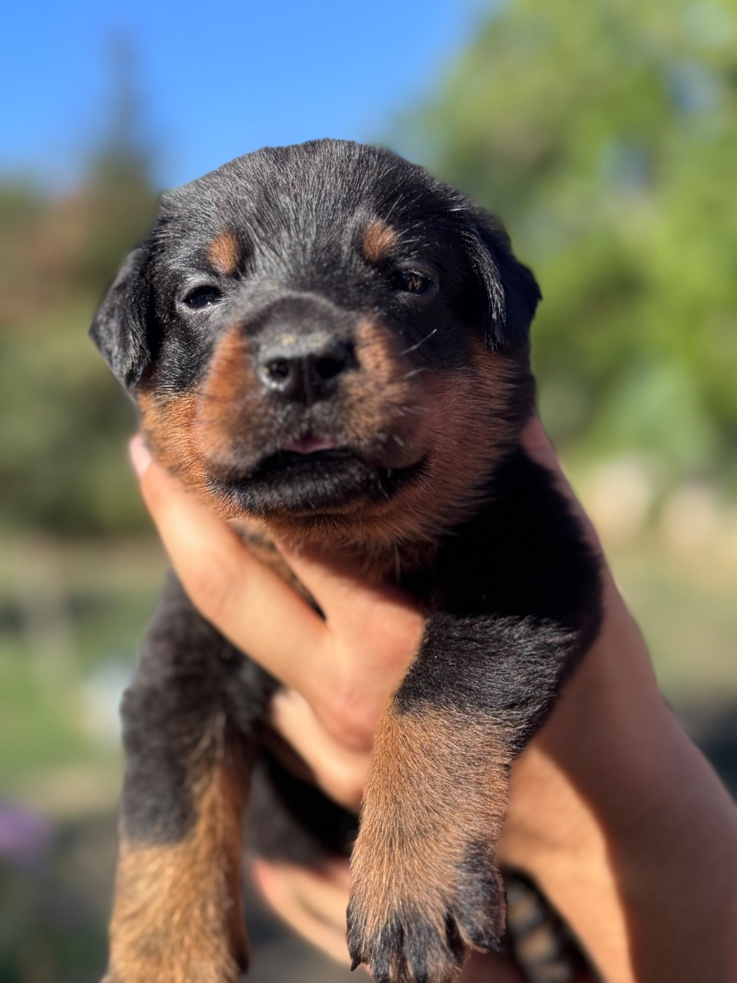 du berceau de bfamily - Chiots disponibles - Berger de Beauce
