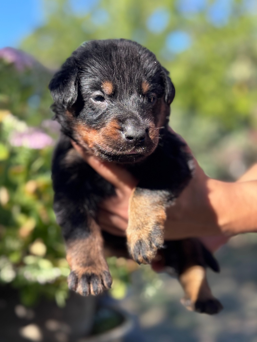 du berceau de bfamily - Chiots disponibles - Berger de Beauce