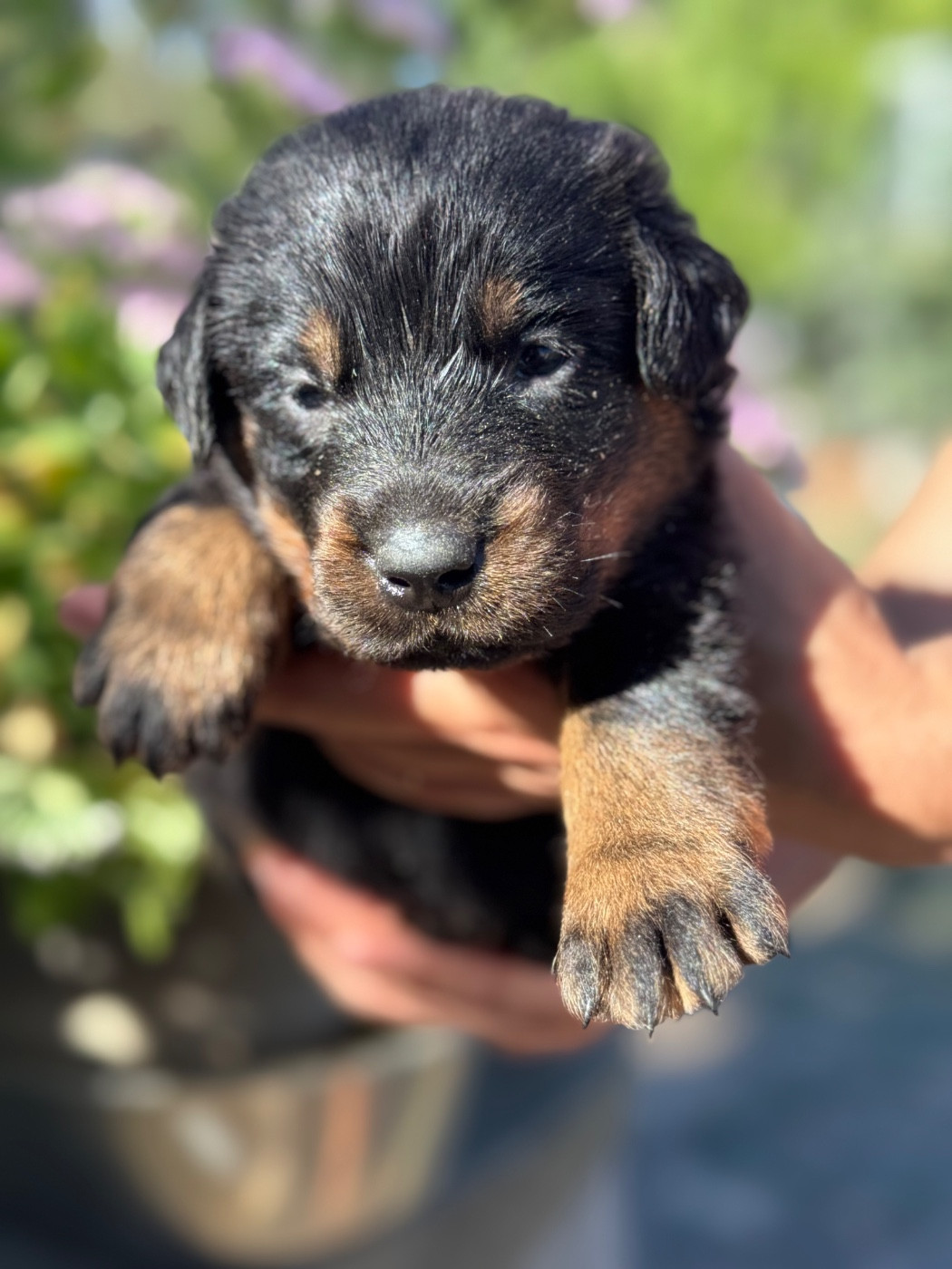 du berceau de bfamily - Chiots disponibles - Berger de Beauce