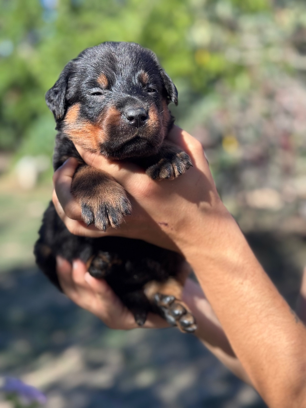 du berceau de bfamily - Chiots disponibles - Berger de Beauce