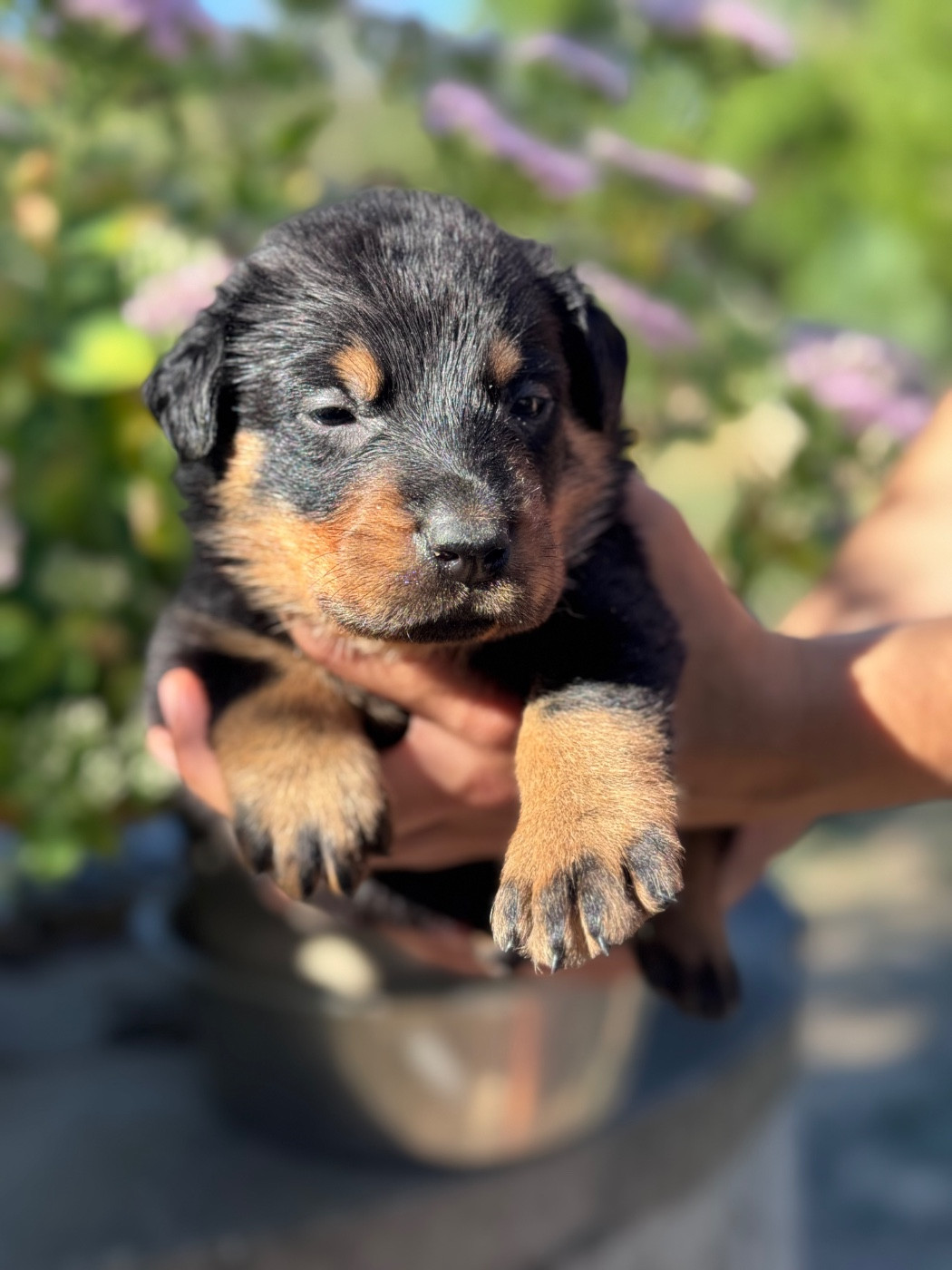 du berceau de bfamily - Chiots disponibles - Berger de Beauce