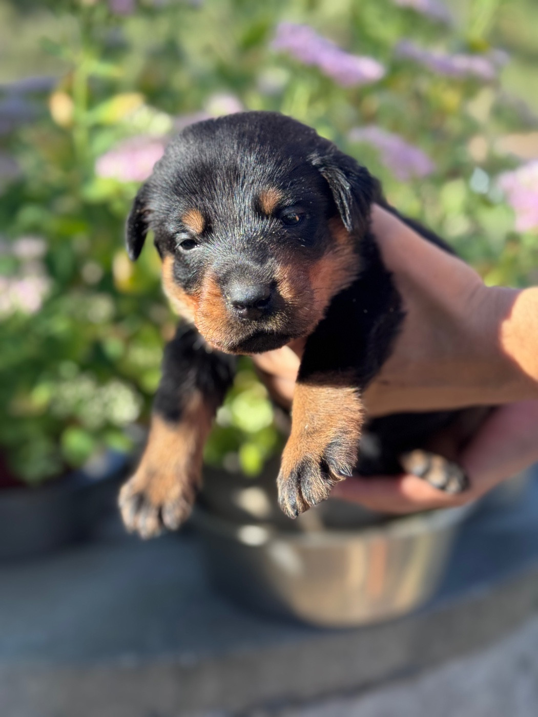 du berceau de bfamily - Chiots disponibles - Berger de Beauce