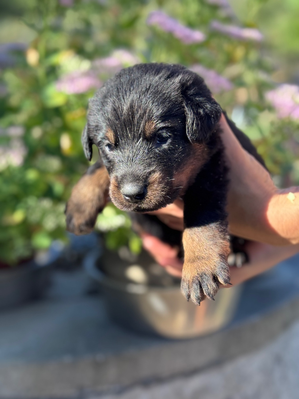du berceau de bfamily - Chiots disponibles - Berger de Beauce