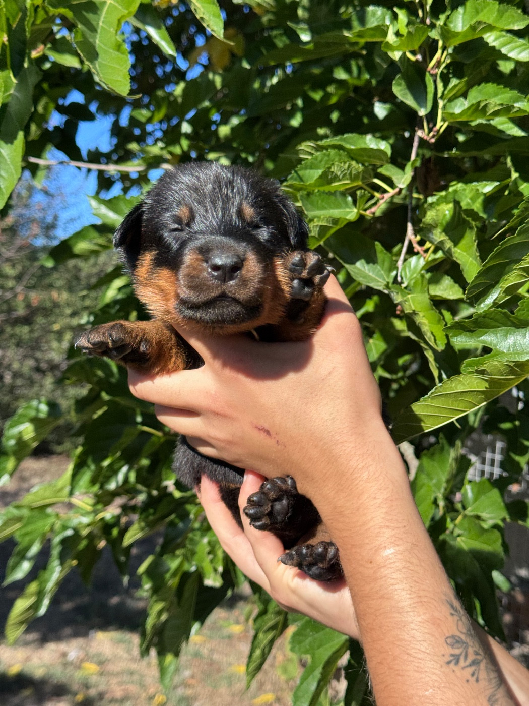 du berceau de bfamily - Chiots disponibles - Berger de Beauce