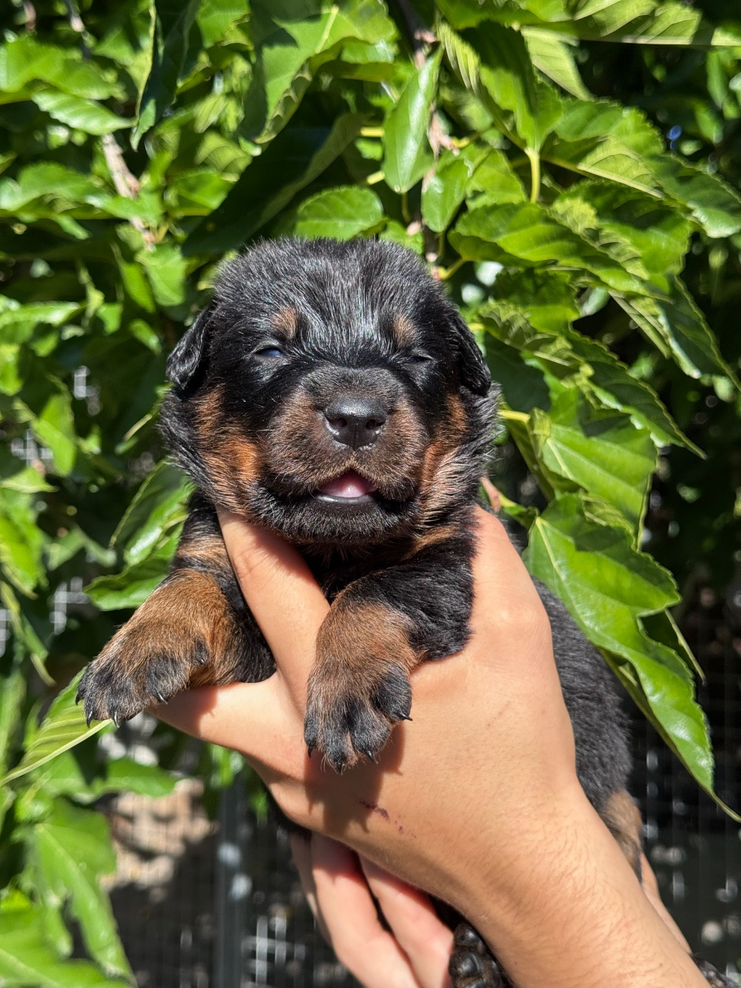 du berceau de bfamily - Chiots disponibles - Berger de Beauce