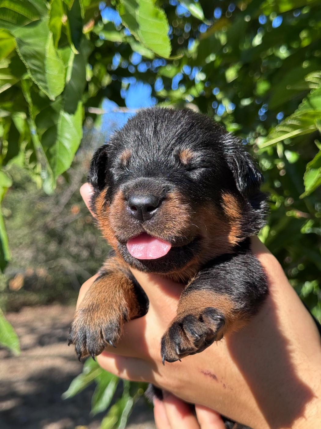 du berceau de bfamily - Chiots disponibles - Berger de Beauce