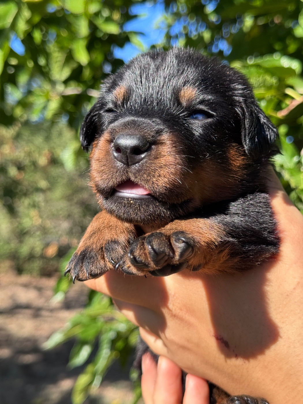 du berceau de bfamily - Chiots disponibles - Berger de Beauce