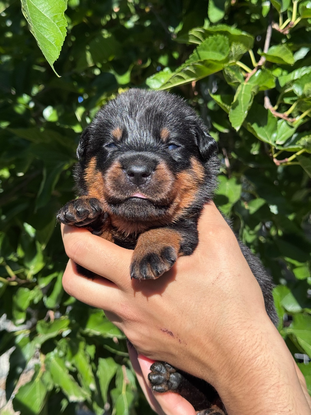 du berceau de bfamily - Chiots disponibles - Berger de Beauce