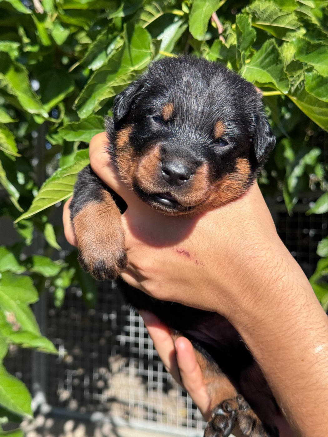 du berceau de bfamily - Chiots disponibles - Berger de Beauce