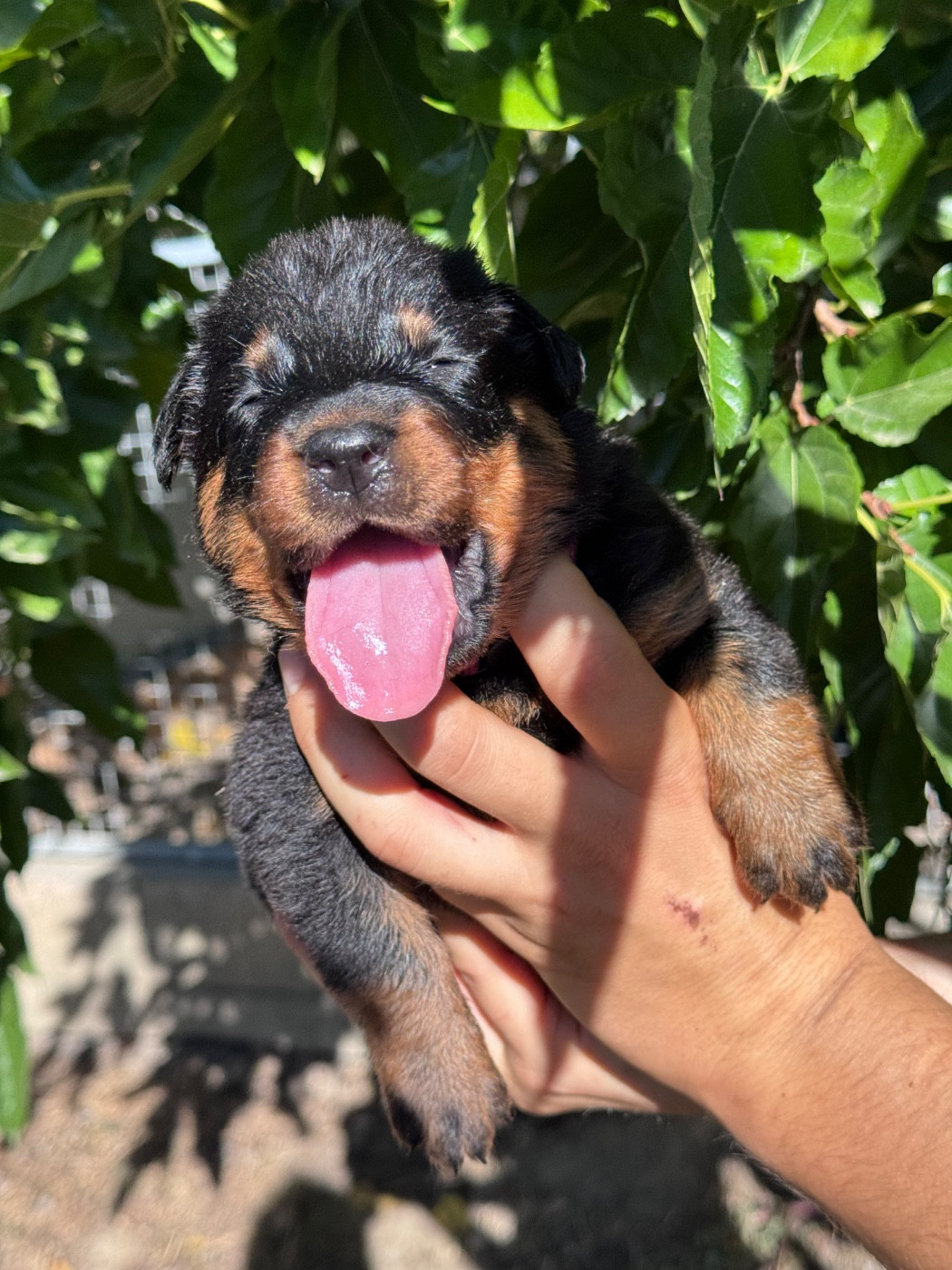 du berceau de bfamily - Chiots disponibles - Berger de Beauce