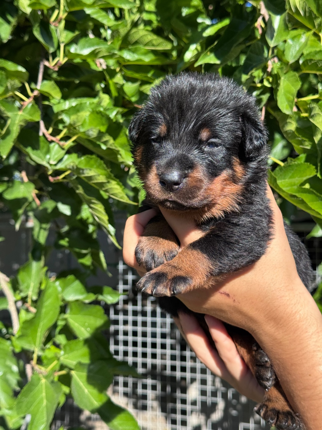 du berceau de bfamily - Chiots disponibles - Berger de Beauce